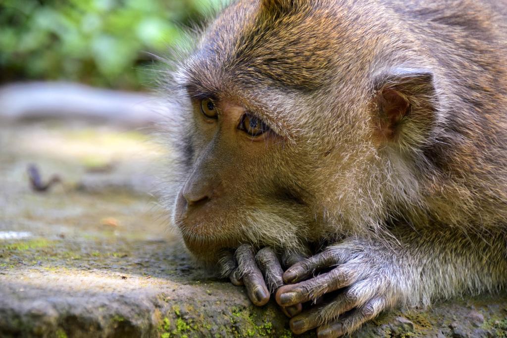 Rahayu Suites Monkey Forest Ubud Eksteriør billede